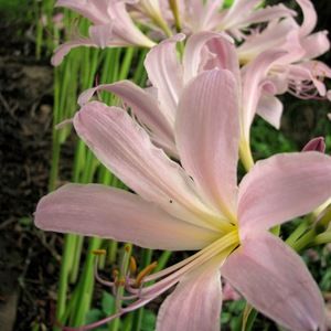 Meet your Posher, Ellen